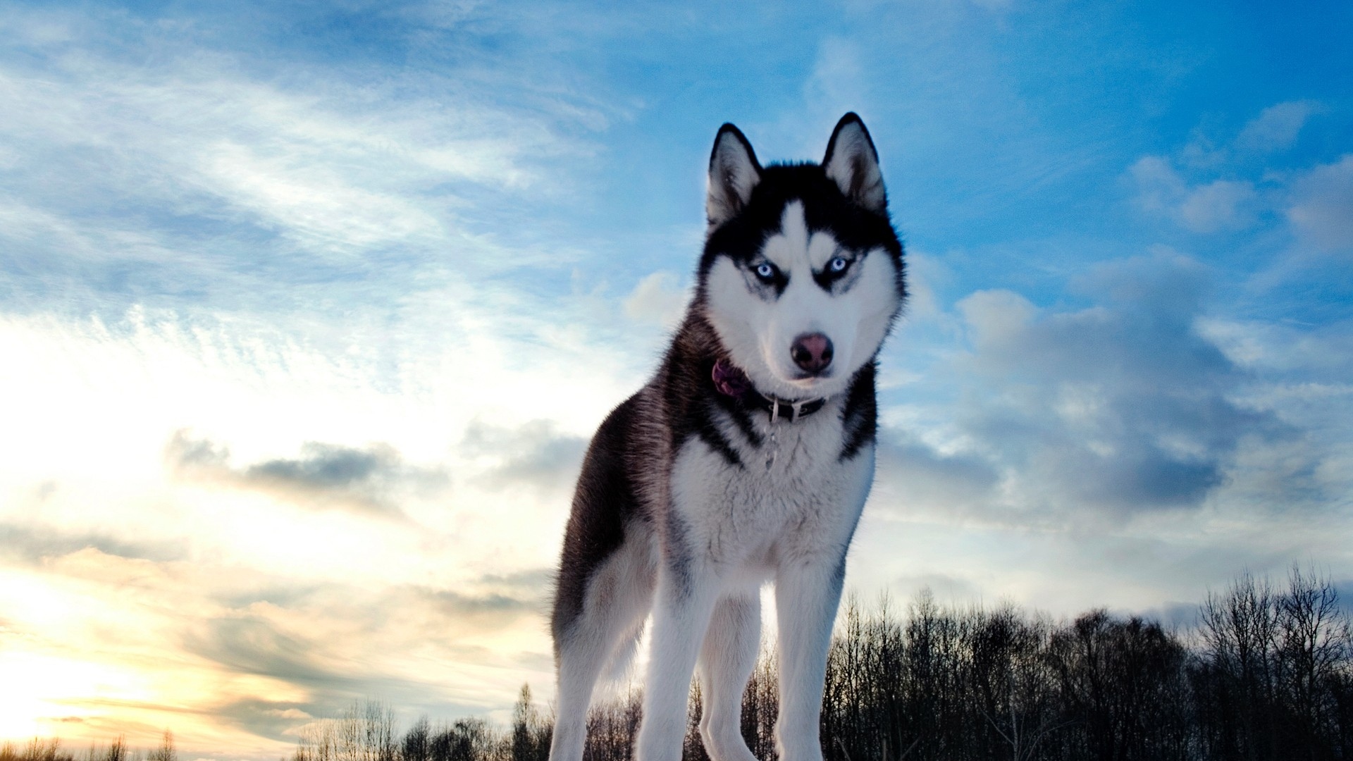 dog_husky_look_spotted_muzzle_40227_1920x1080